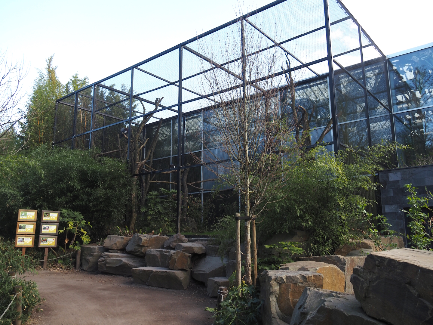 Outdoor aviary for Asian pigeons and Golden pheasants, 2025-03-23