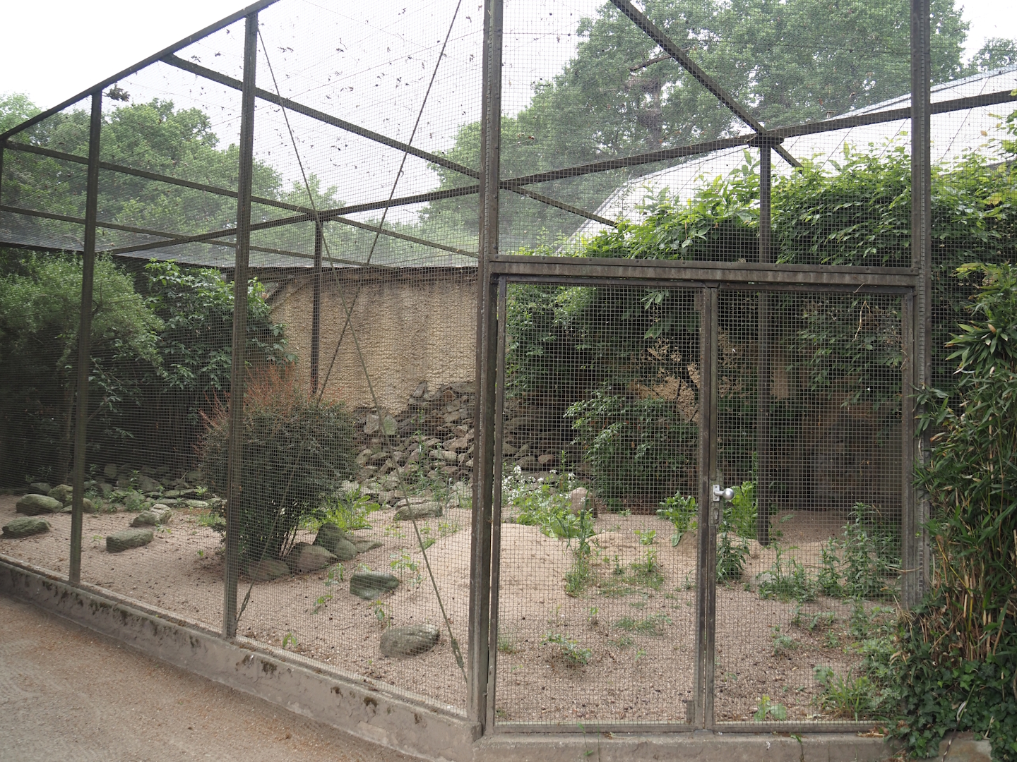 Outdoor aviary for Bali myna and Nicobar pigeon, 2025-05-22