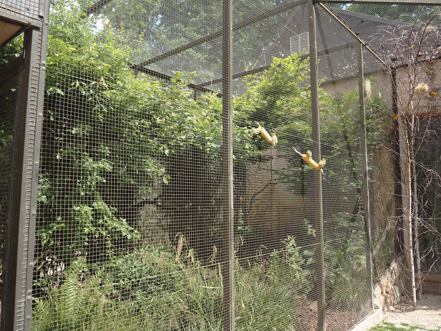 Outdoor aviary for Edward's pheasant and Red-whiskered bulbul, seen from walk-through aviary for Village weaver and Spotted dikkop, 2025-05-22