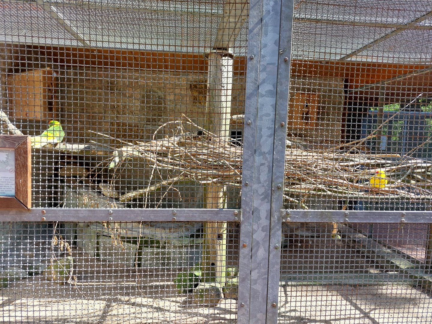 Outdoor aviary for regent parrot and redcrowened parakeet