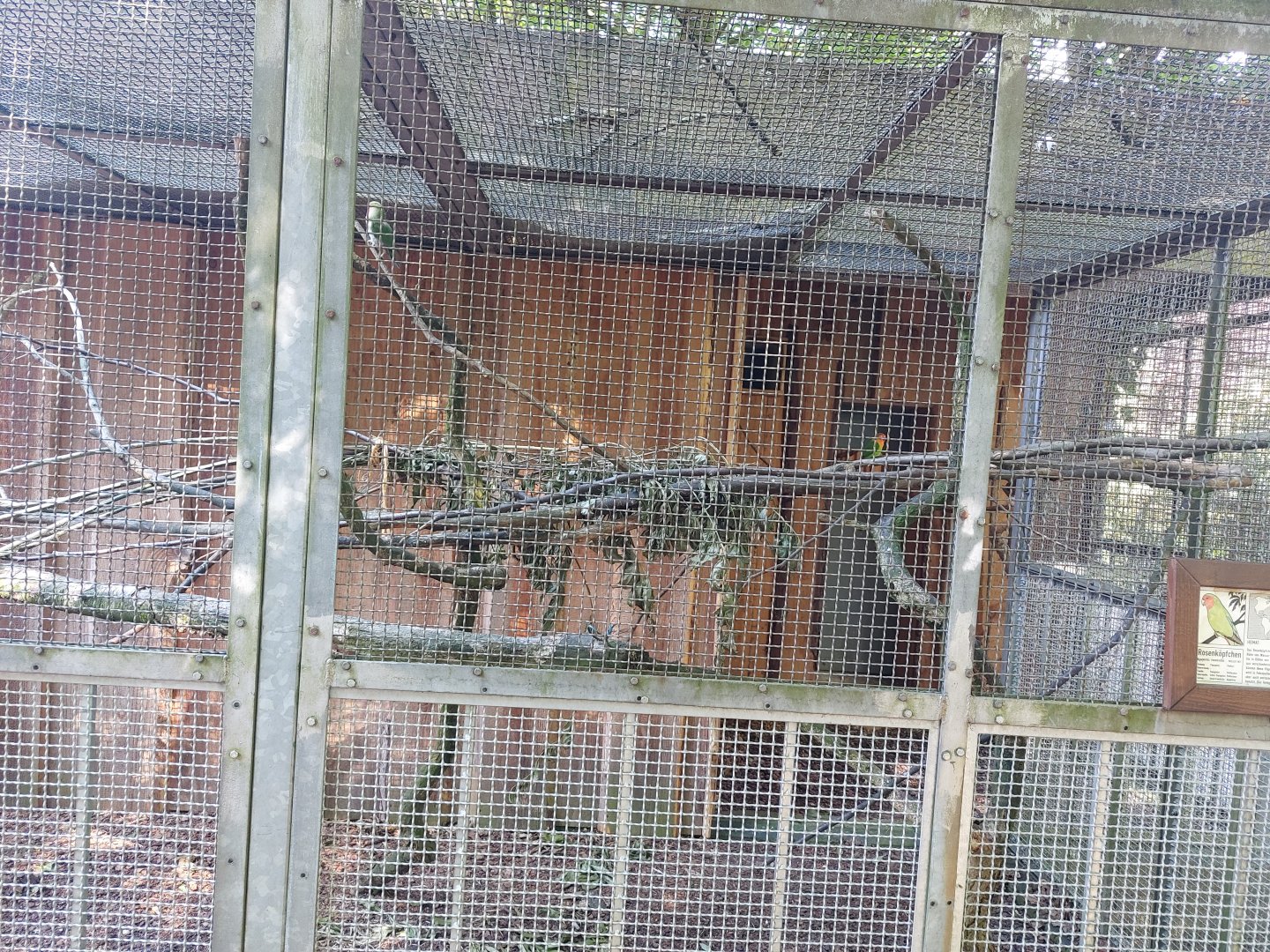 Outdoor aviary for Rosy-faced lovebirds, Yellow-collared lovebirds and fischer's lovebirds
