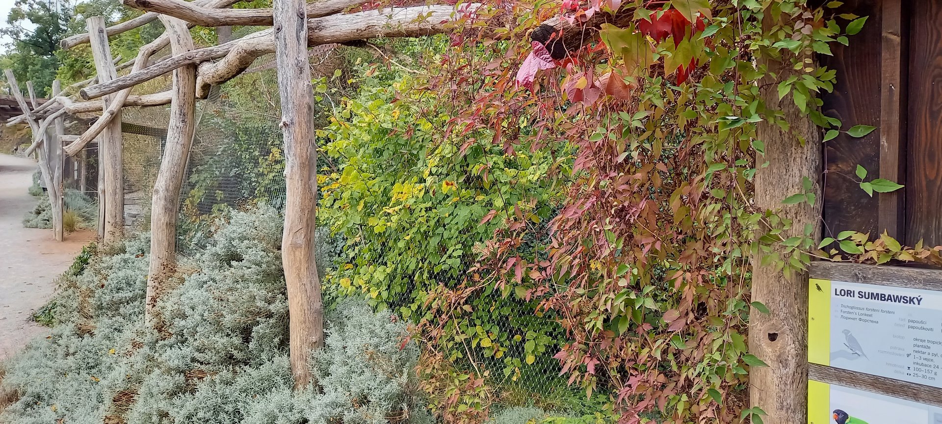 Outdoor-aviary Forsten's lorikeet