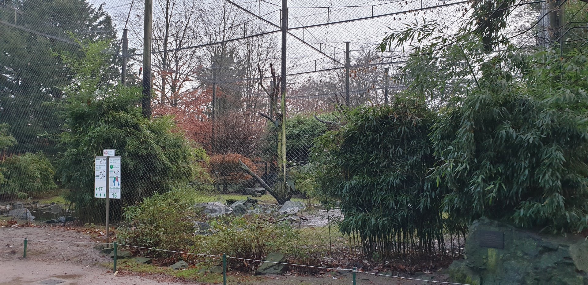 Outdoor-aviary Green-winged macaw