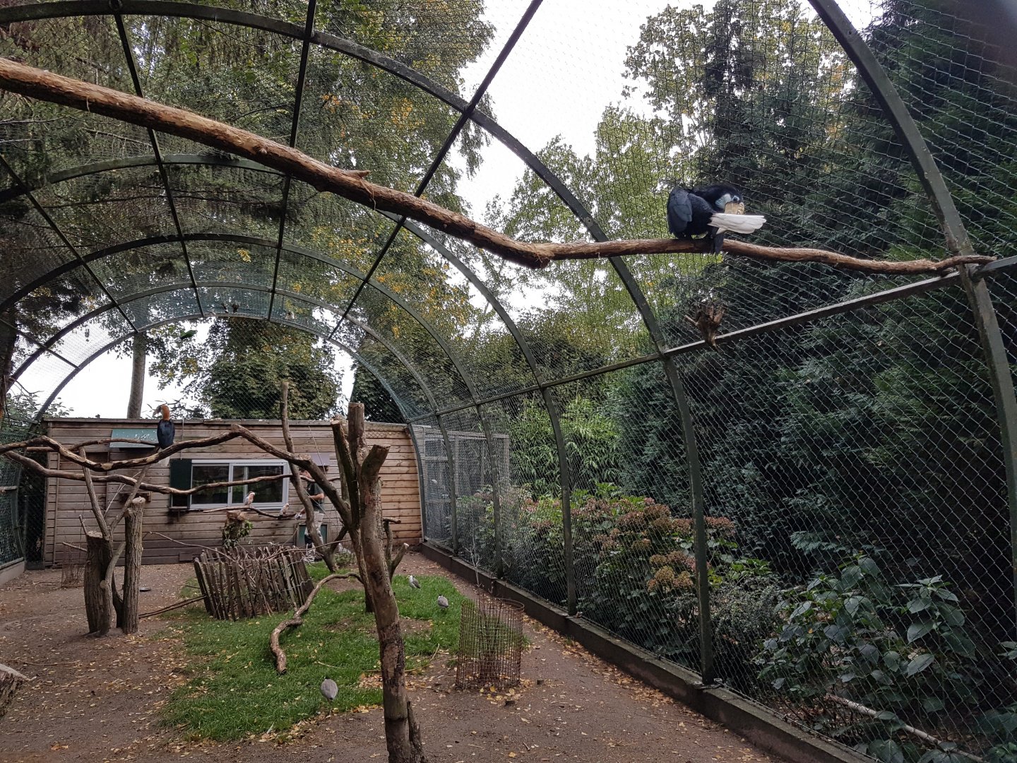 Outdoor-aviary Hornbill - Parrot - Lapwing - Wallaby