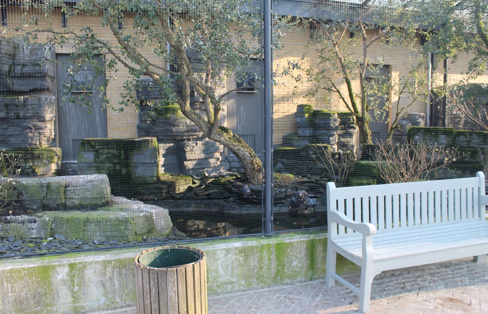 Outdoor-aviary Inca tern