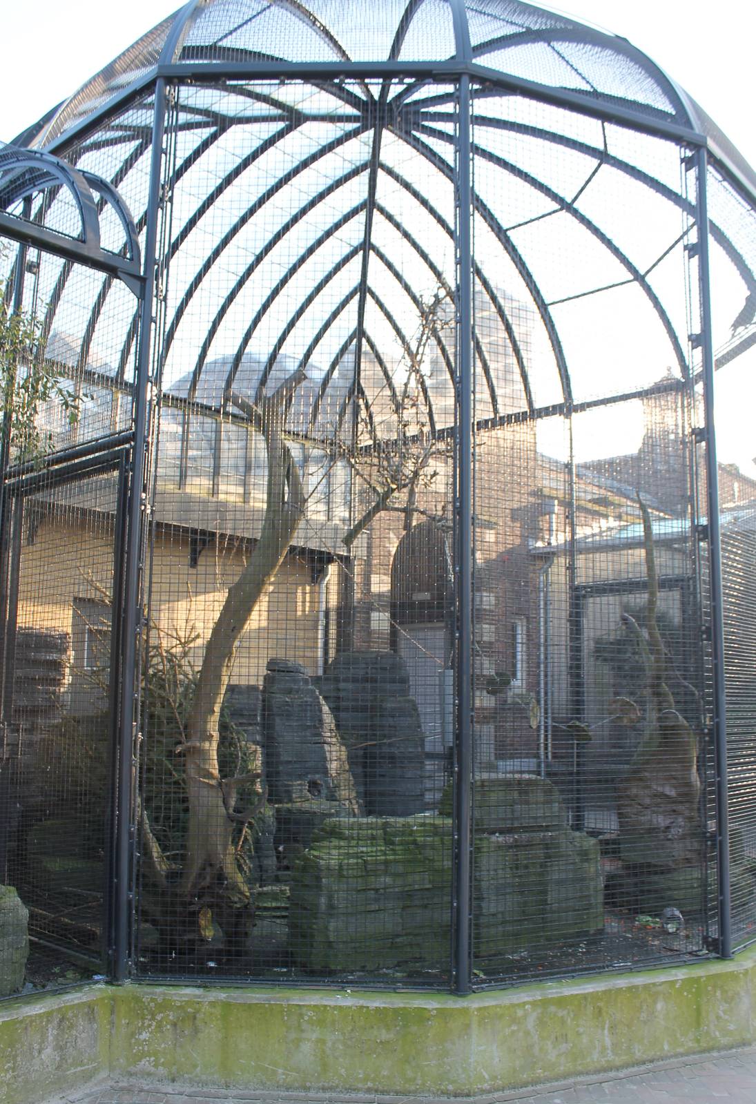 Outdoor-aviary Kea