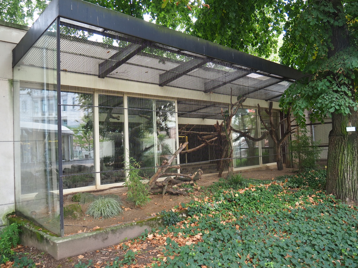 Outdoor aviary Mexican military macaws