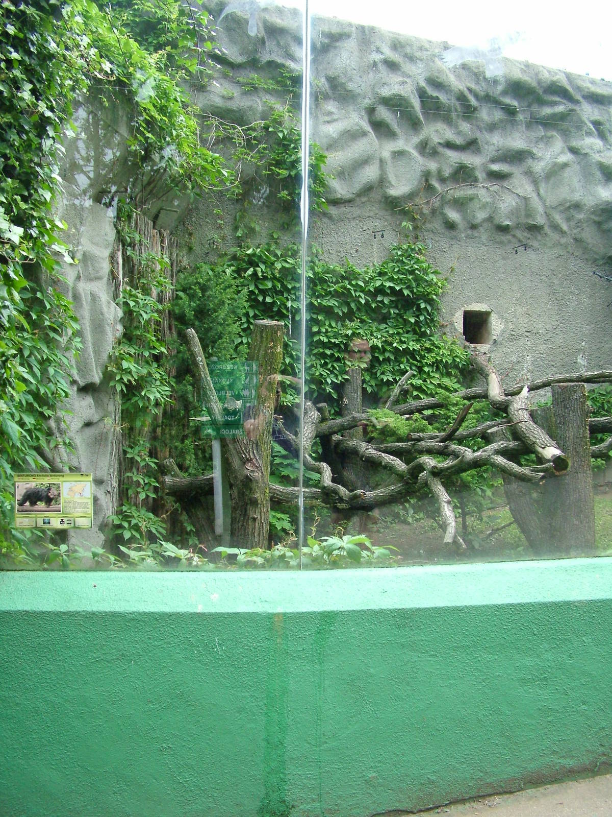 Outdoor Binturong exhibit at Olomouc 30/05/09