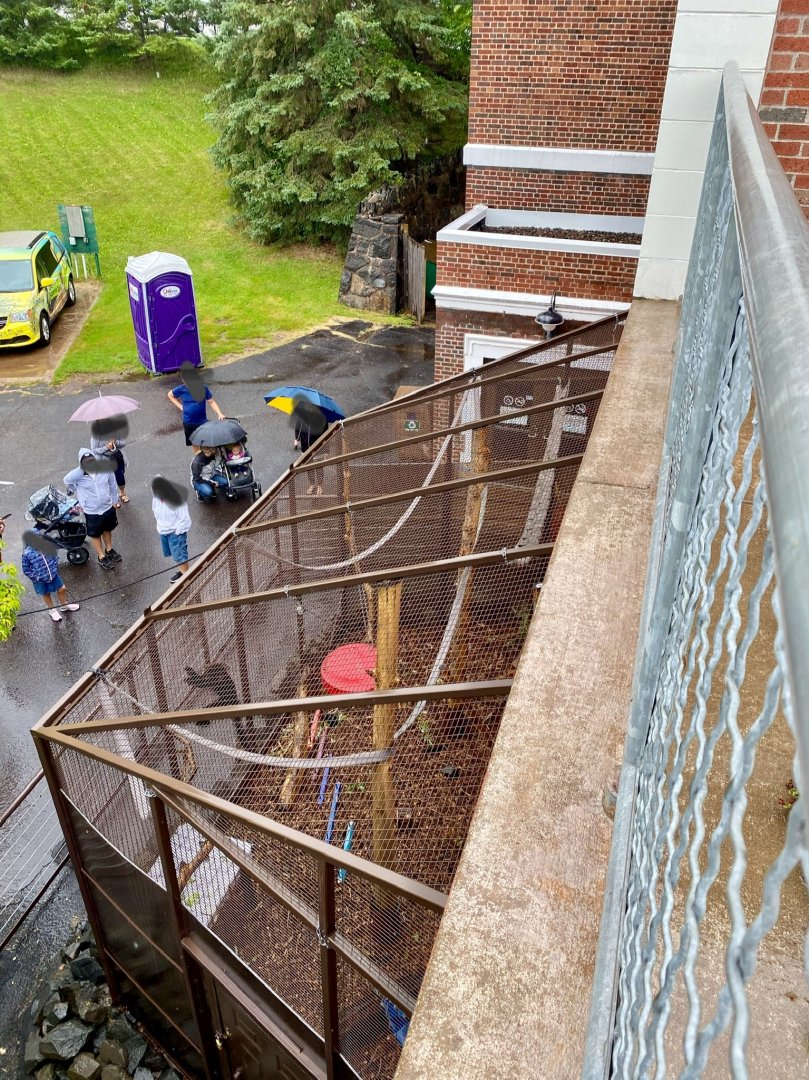 Outdoor black crested mangabey exhibit overview