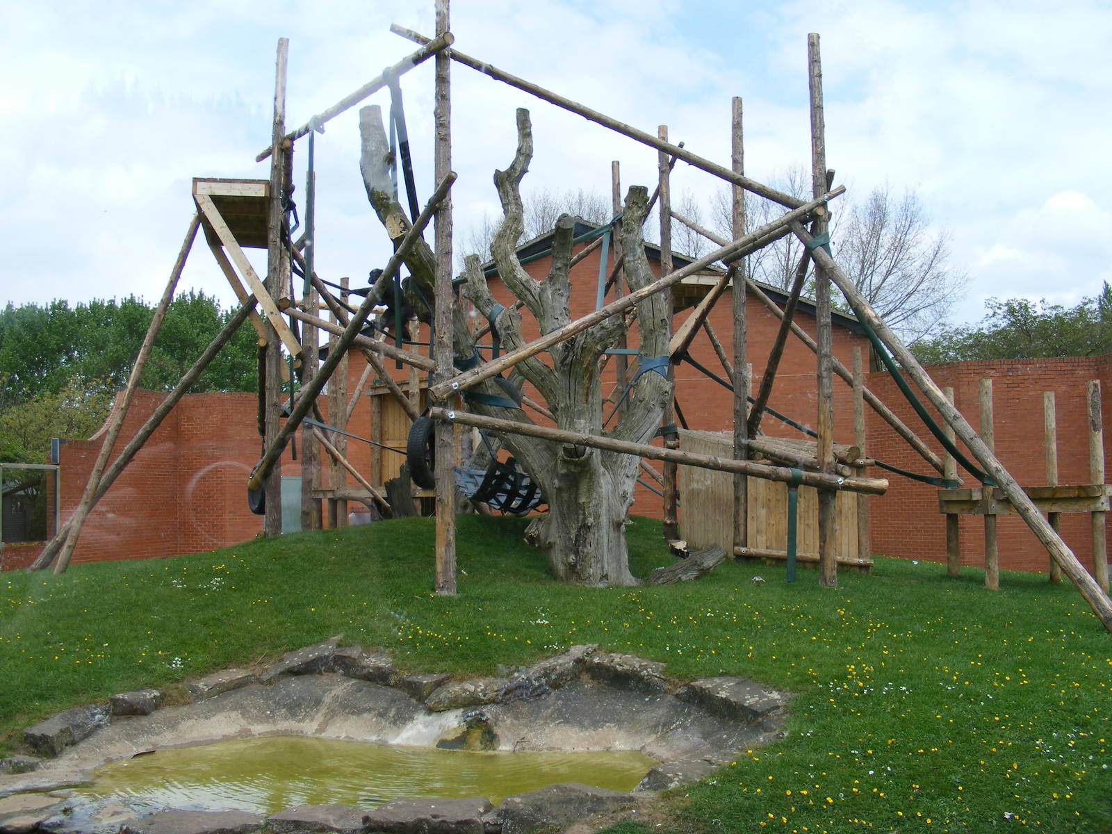 Outdoor bonobo area 2 May 2009