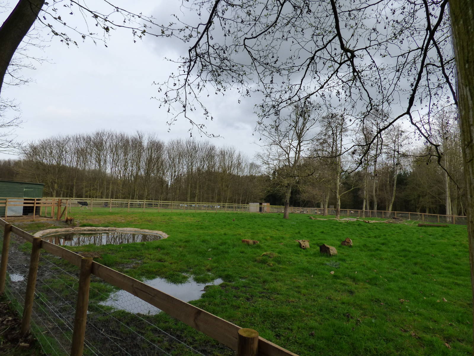 Outdoor Capybara Enclosure