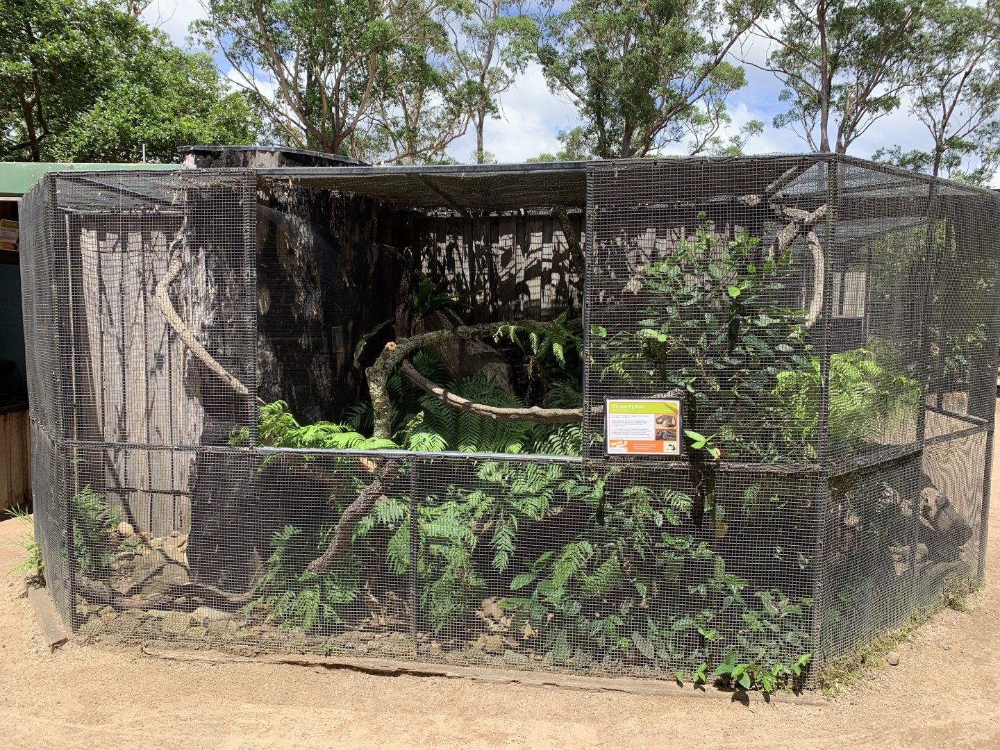 Outdoor Carpet Python Exhibit