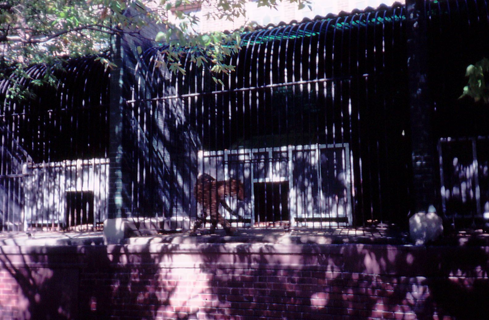 Outdoor cat cages - 1987