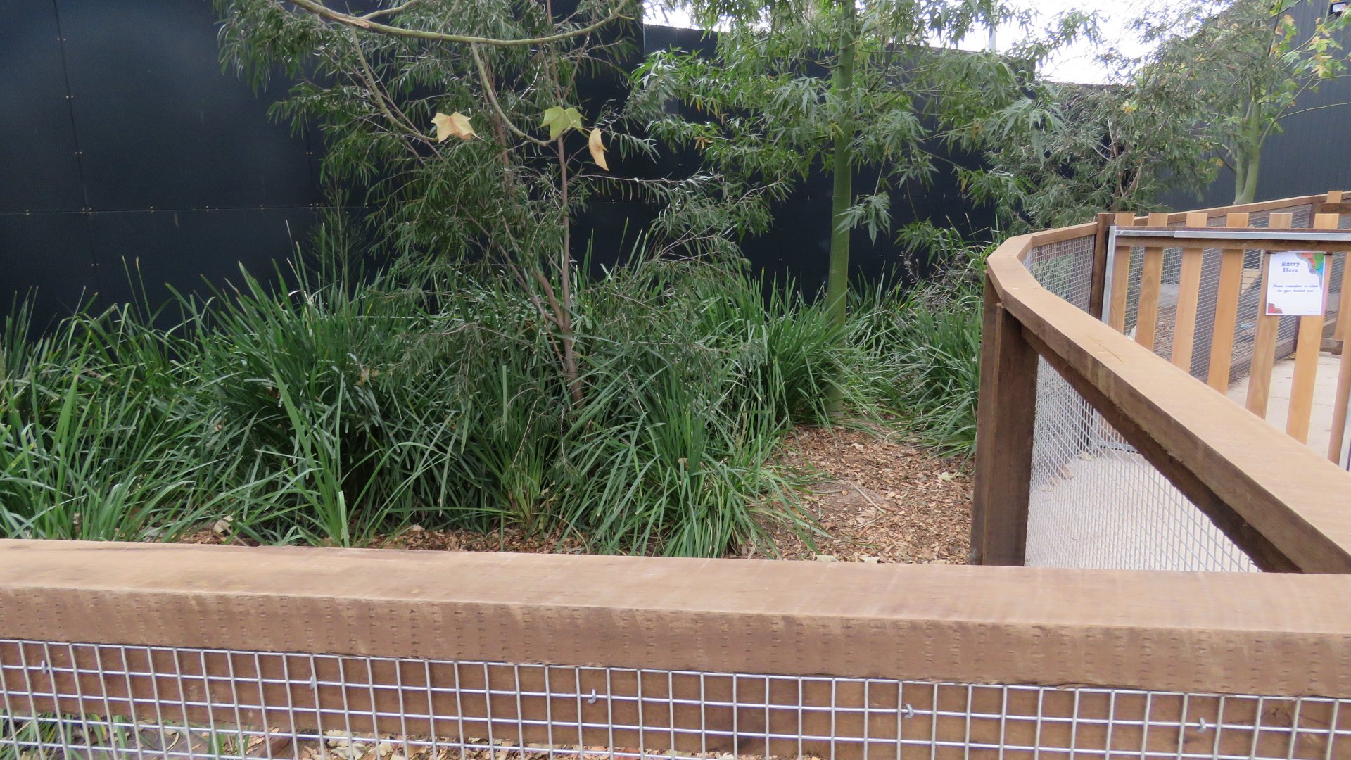 Outdoor Chicken Enclosure