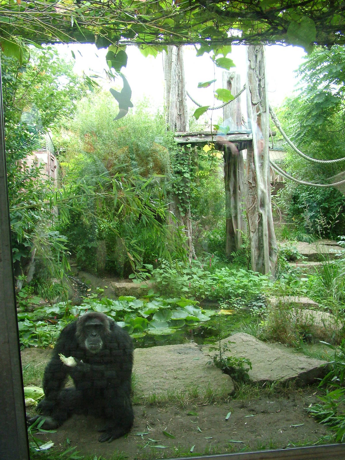Outdoor Chimp Exhibit at Halle, 04/09/11
