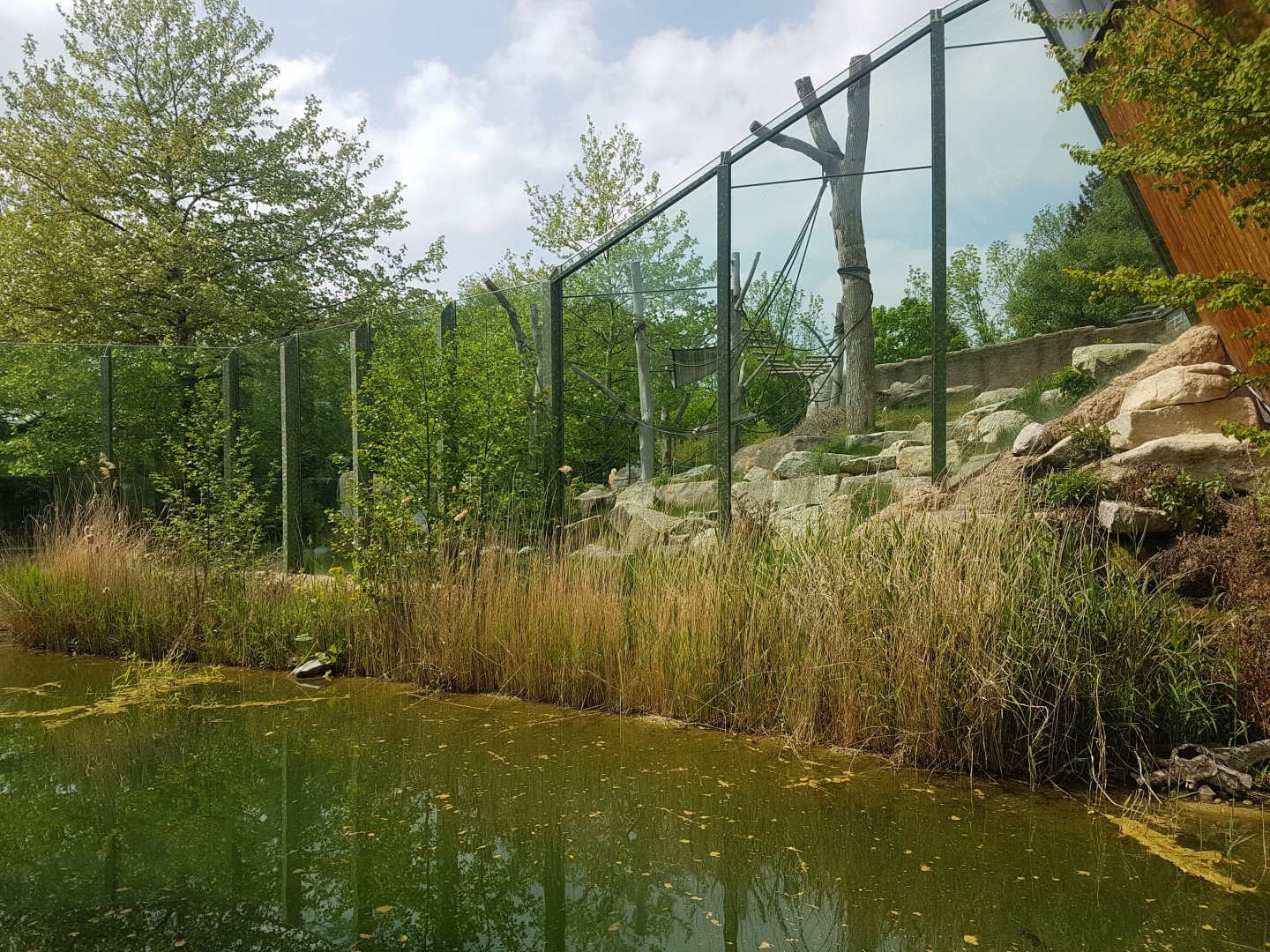 Outdoor Chimpanzee Exhibit