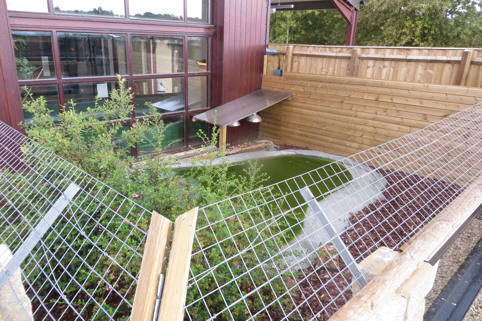 Outdoor Chinese Alligator Enclosure 08/14