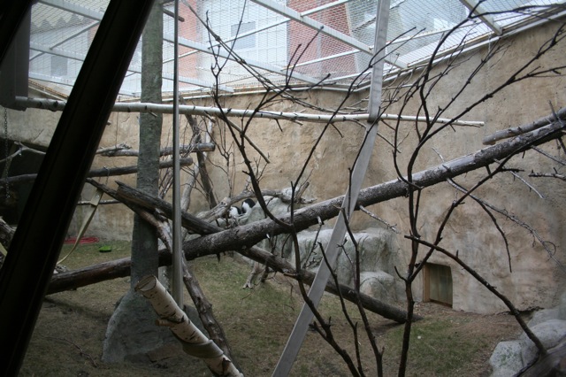 Outdoor Colobus Enclosure