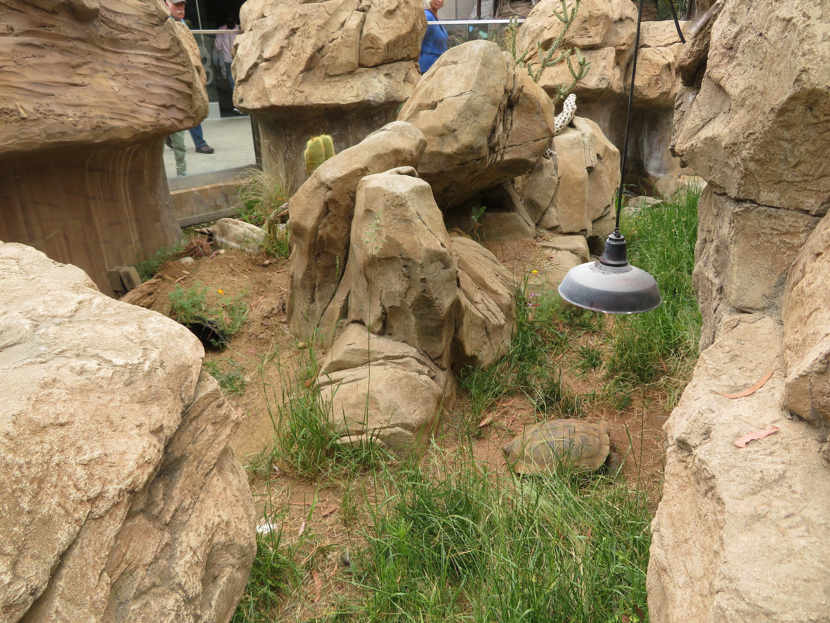 Outdoor Desert Herp Exhibit