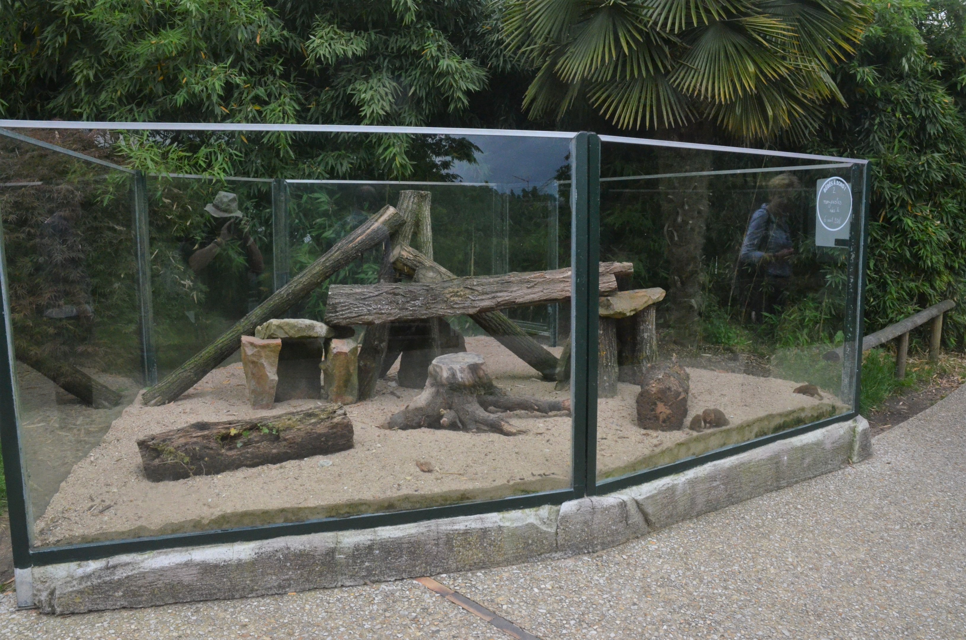 Outdoor Dwarf Mongoose Enclosure at Beauval, 12/06/18