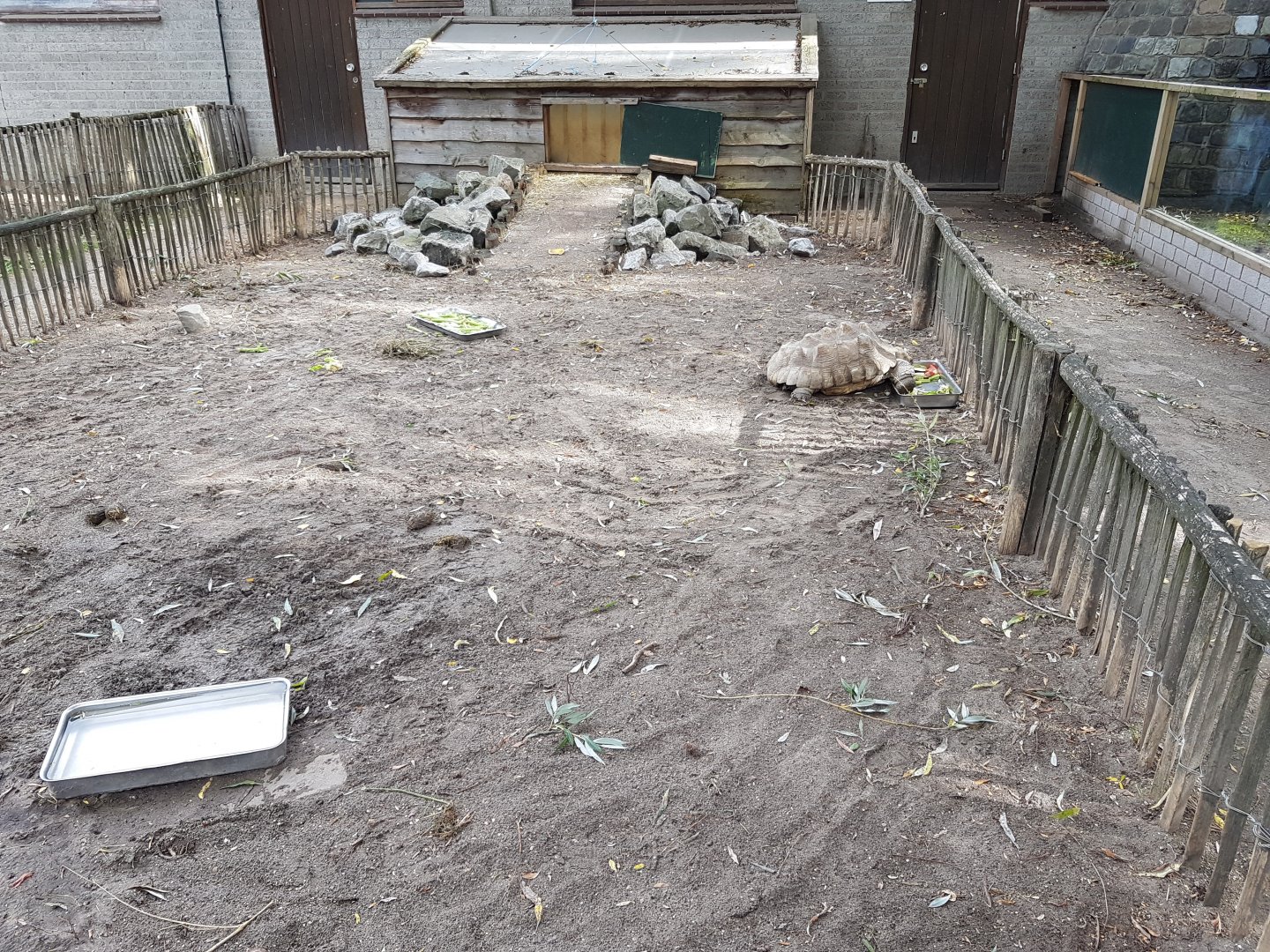 Outdoor-enclosure African spurred tortoise