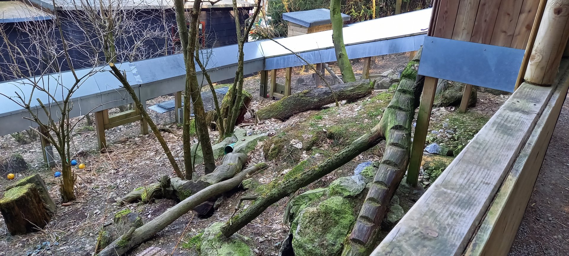 Outdoor-enclosure American mink