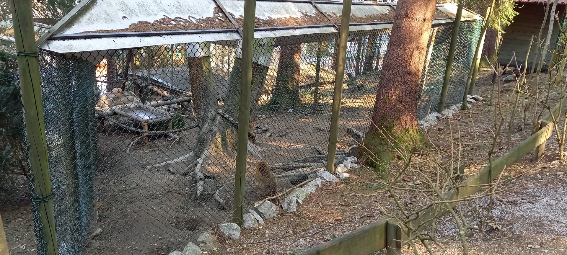 Outdoor-enclosure Barbary monkey
