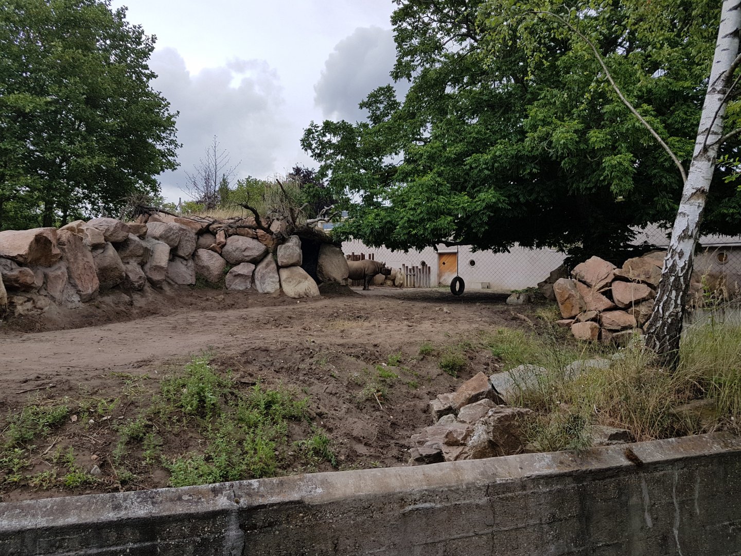 Outdoor-enclosure Black rhino