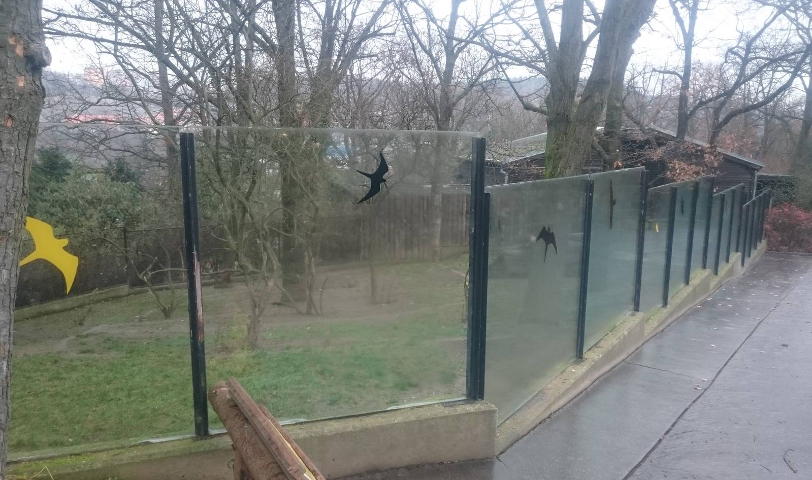 Outdoor enclosure Bush dog