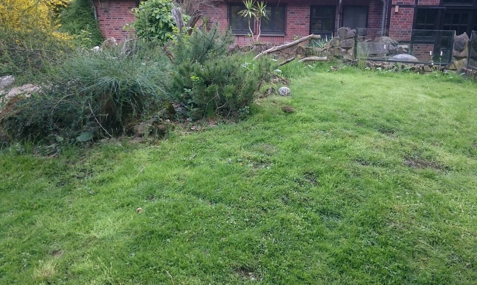 Outdoor enclosure European herps