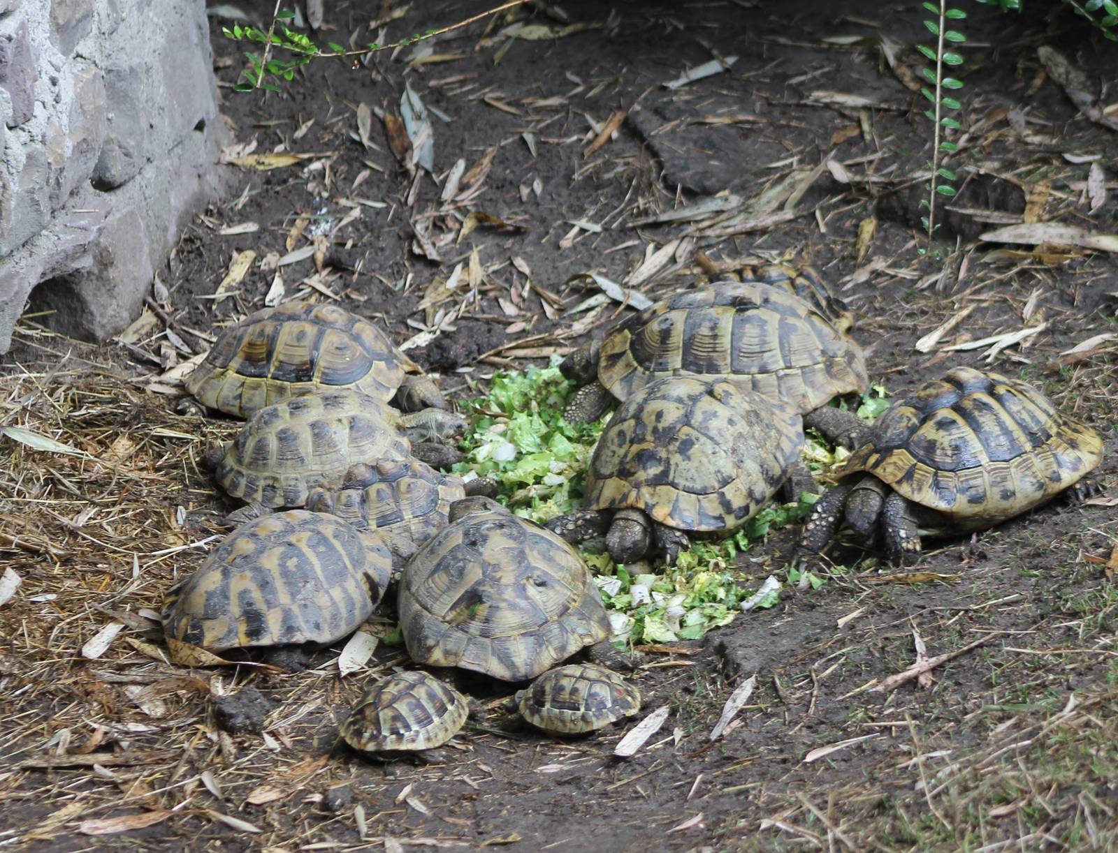Outdoor-enclosure European tortoises