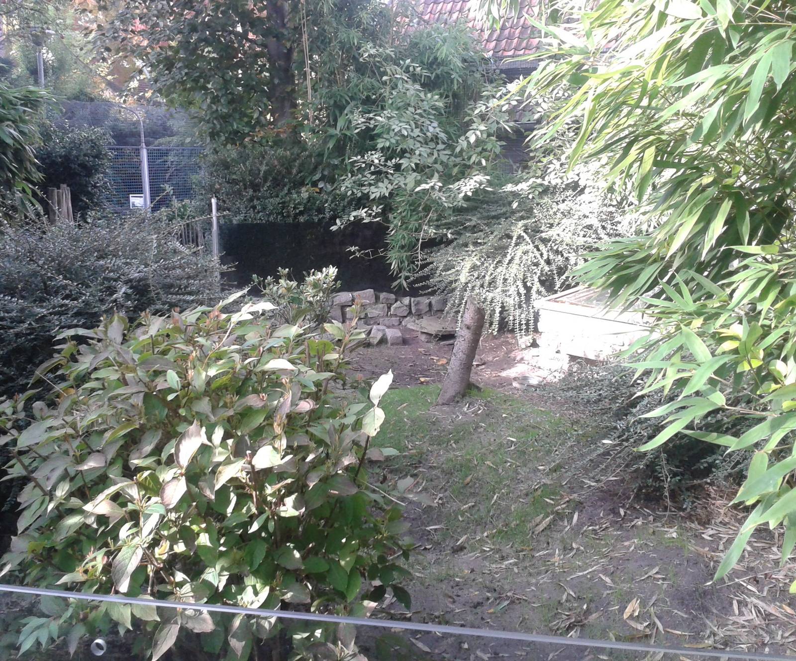 Outdoor-enclosure European tortoises