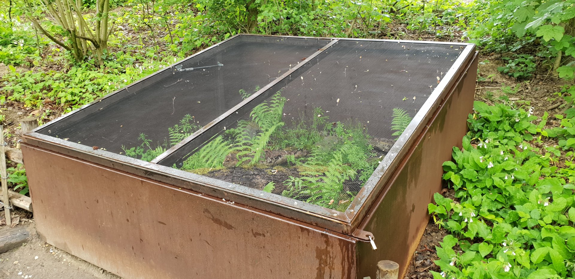 Outdoor-enclosure Fire salamander