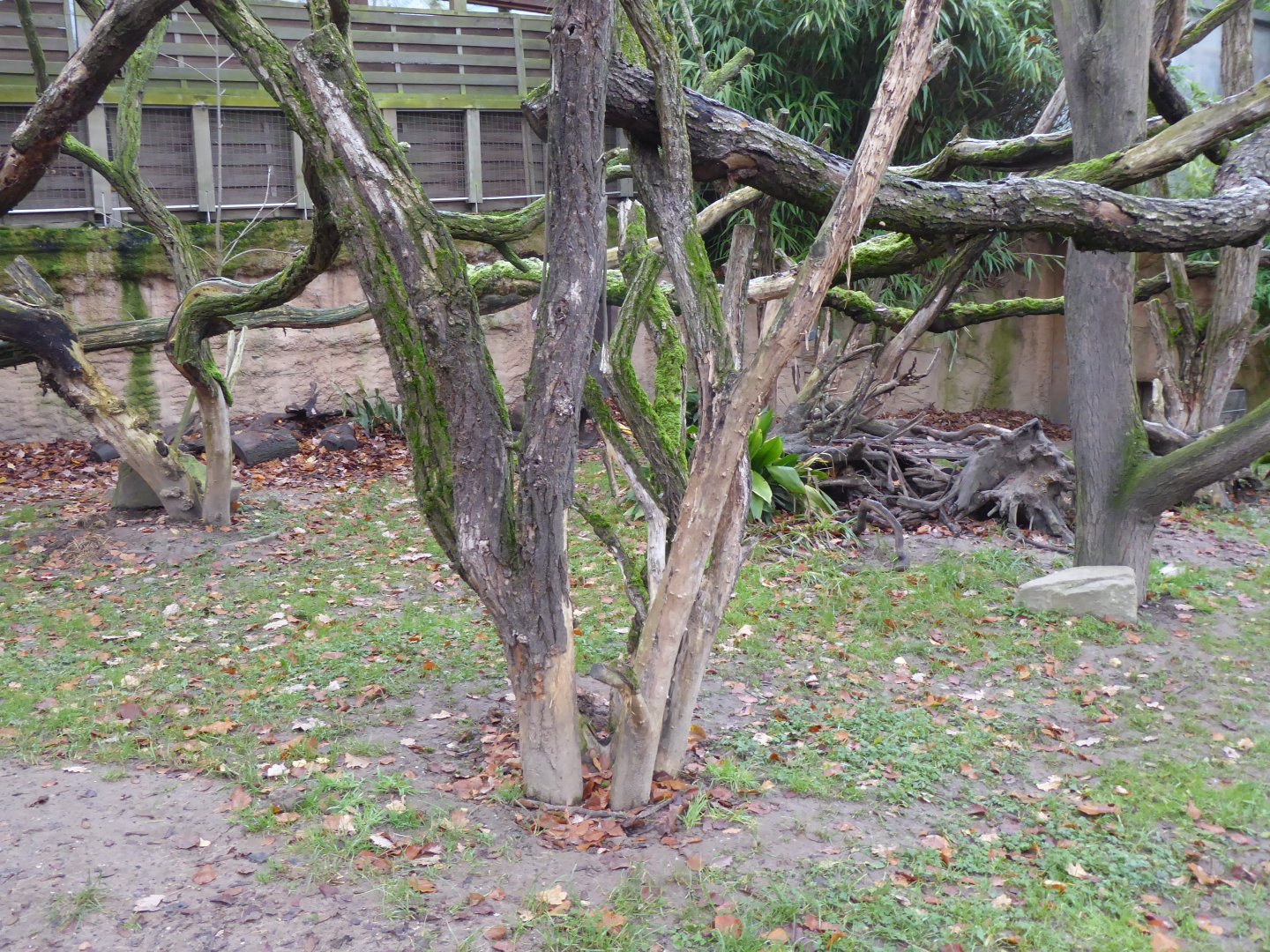 Outdoor enclosure for Common wombat, Short-beaked echidna and Koala 011219