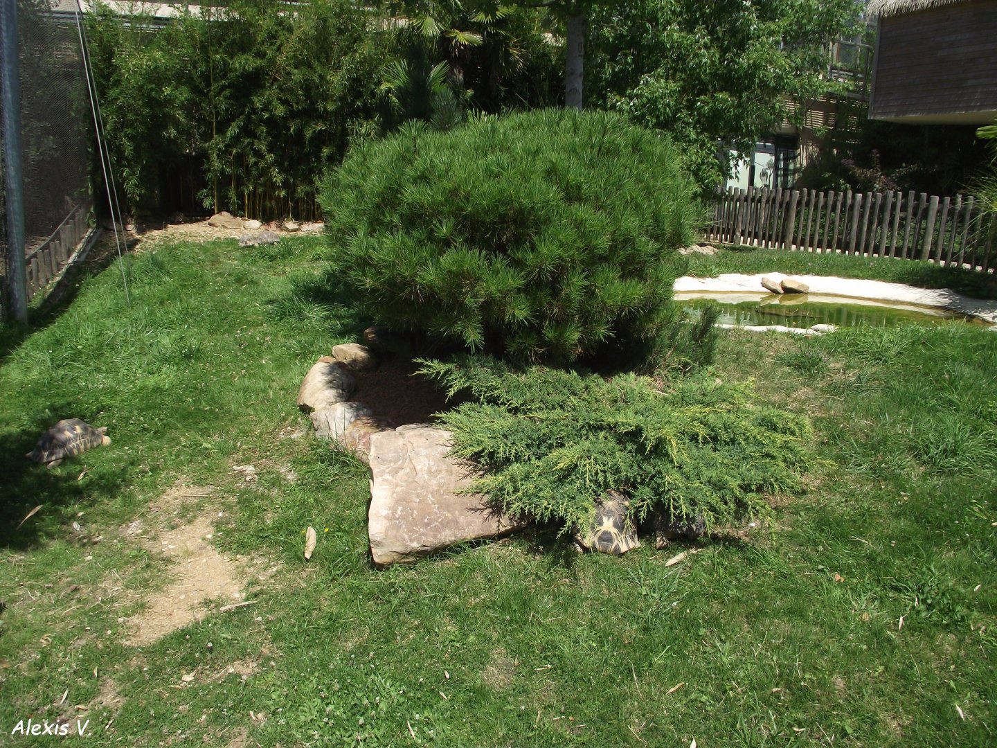 Outdoor enclosure for Radiated Tortoises - Zooparc de Beauval - 08/2023