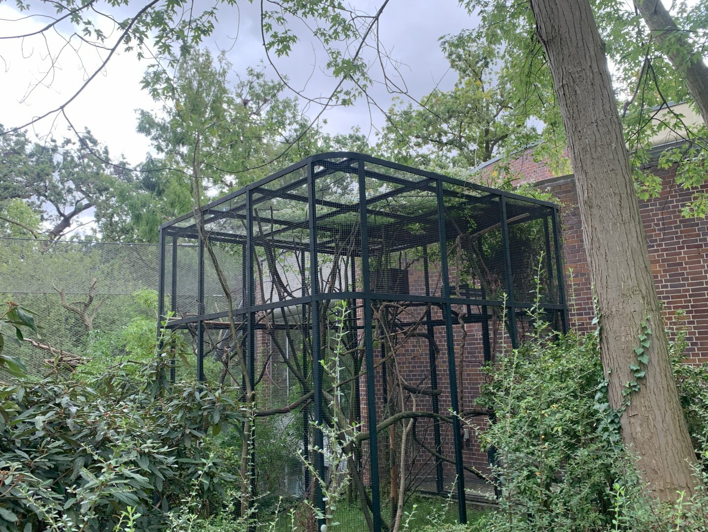 Outdoor enclosure for Red Titi