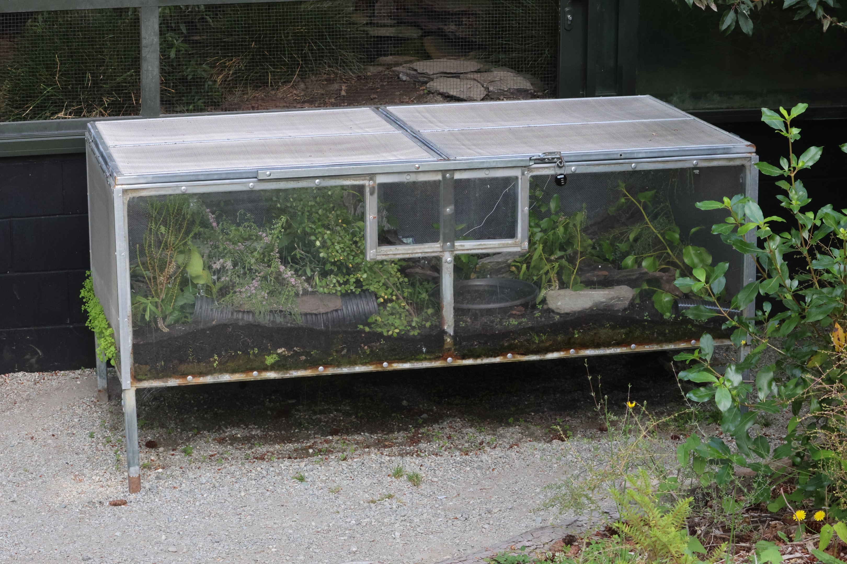 Outdoor enclosure for small juvenile Tuatara (Sphenodon punctatus)