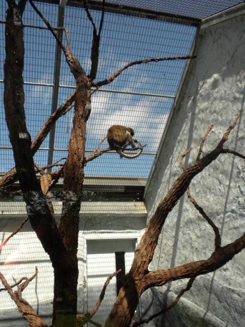Outdoor enclosure for small primates