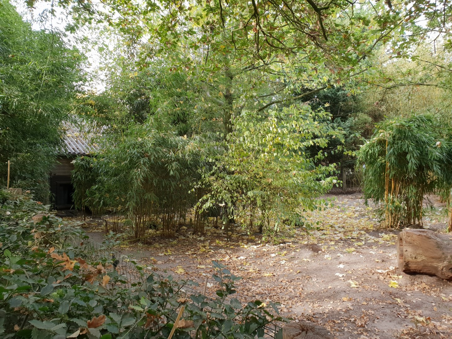 Outdoor-enclosure Giant ant-eater