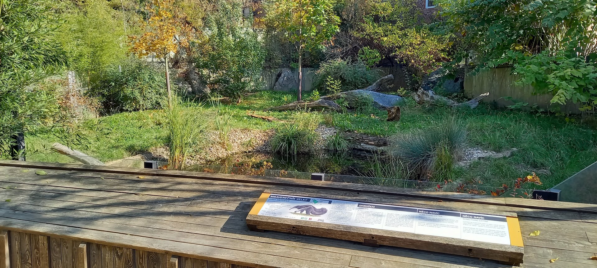 Outdoor-enclosure Giant anteater