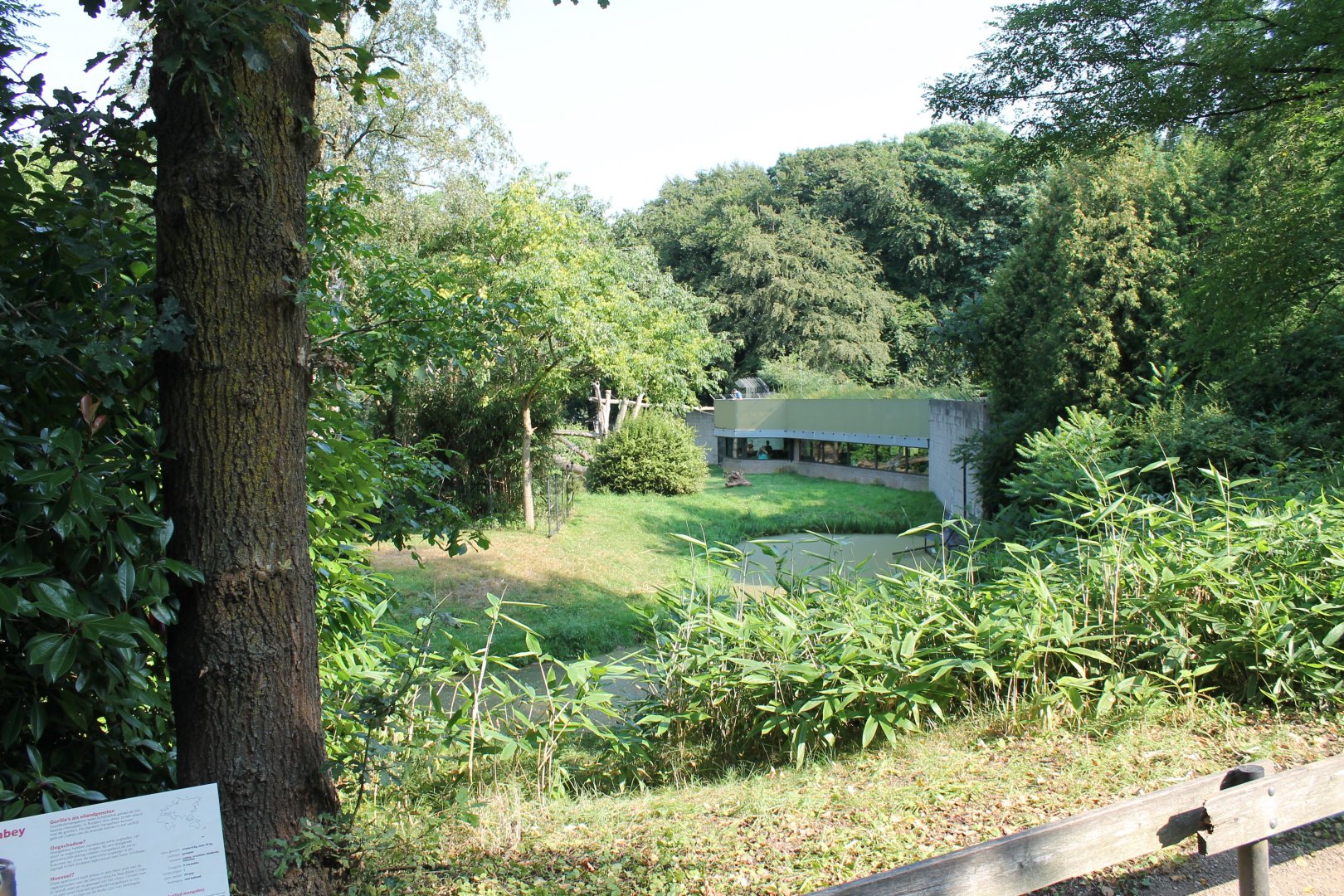 Outdoor-enclosure Gorilla - Mangabey