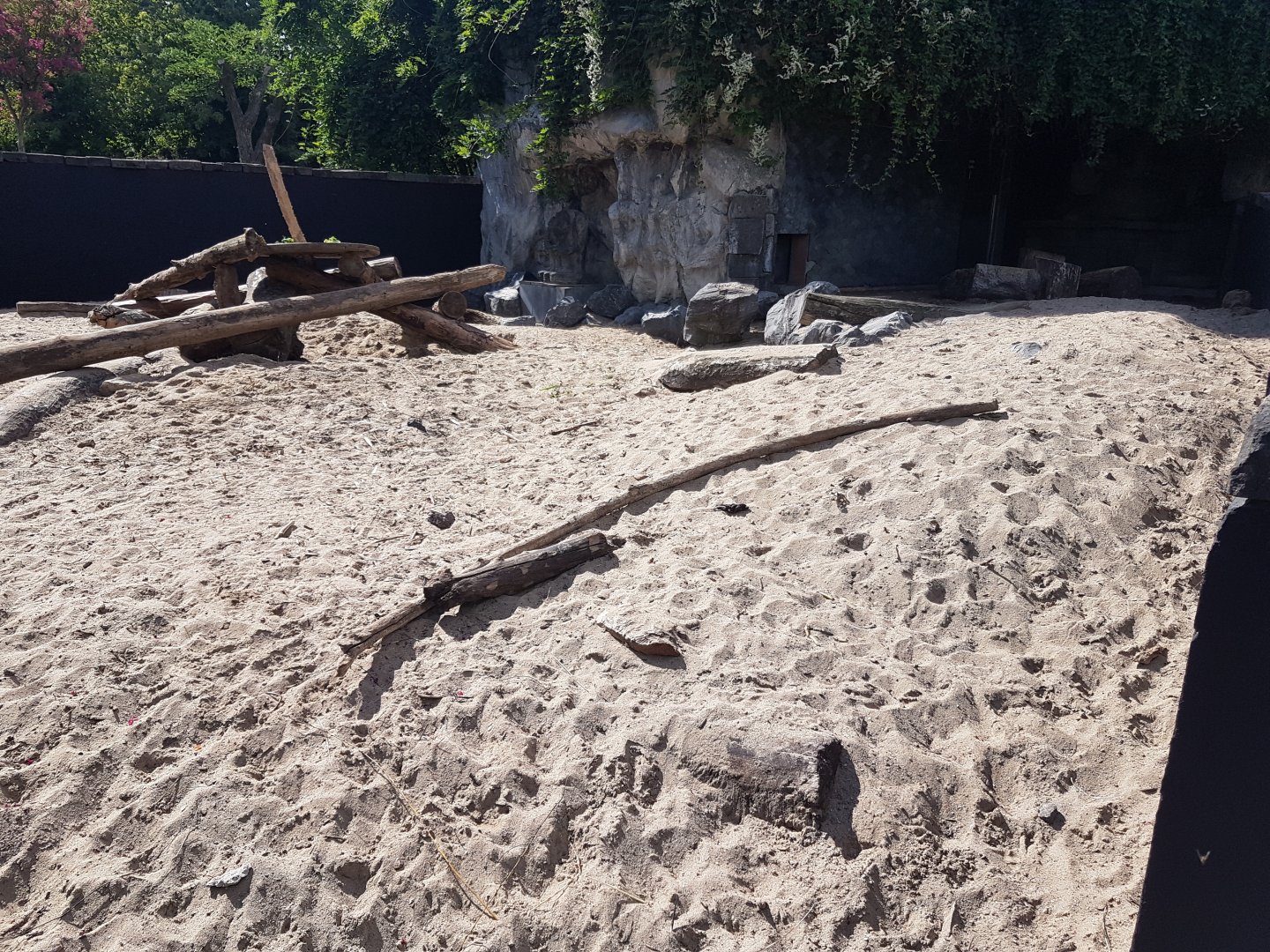 Outdoor-enclosure Indian crested porcupine