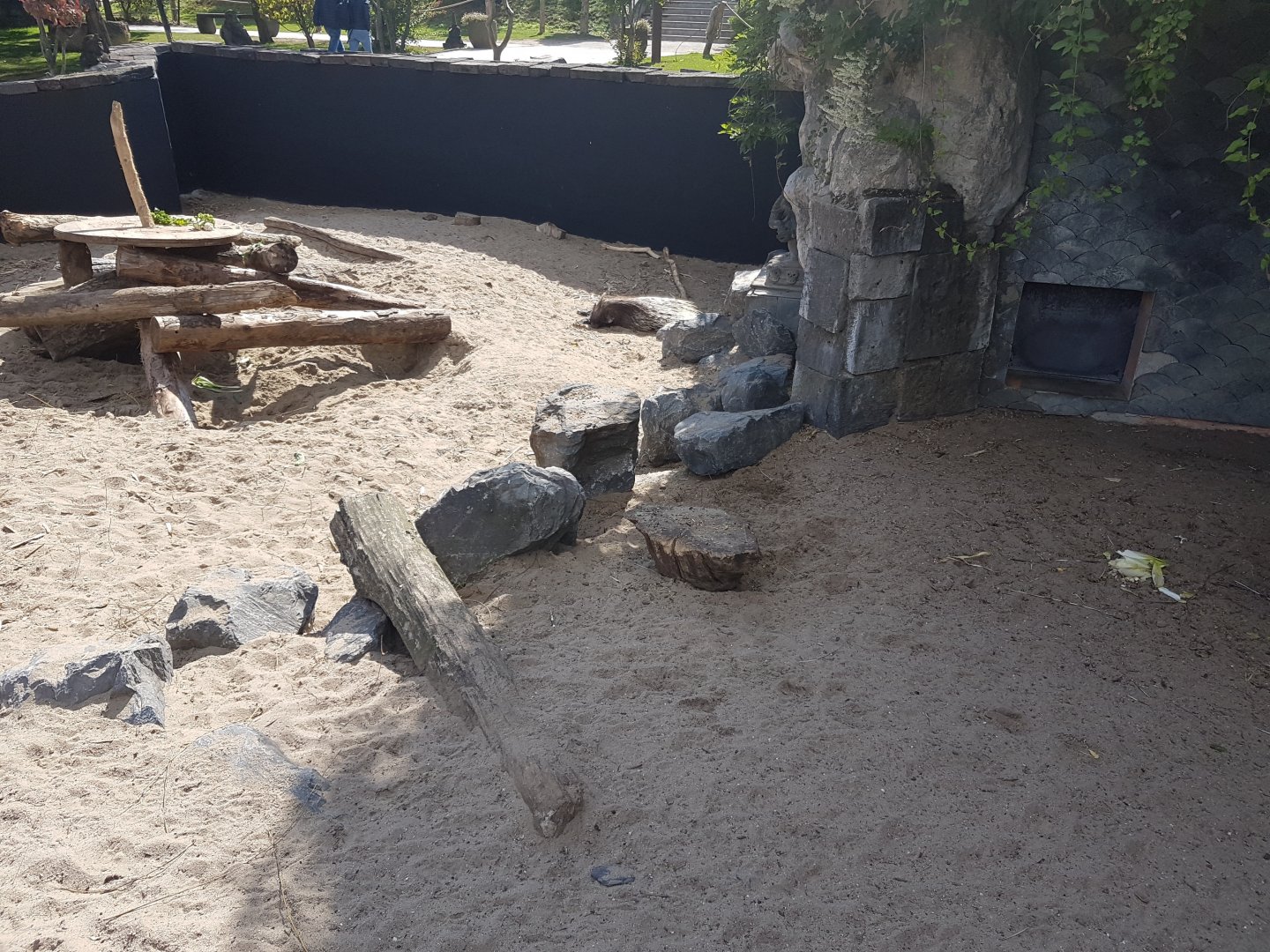 Outdoor-enclosure Indian crested porcupine