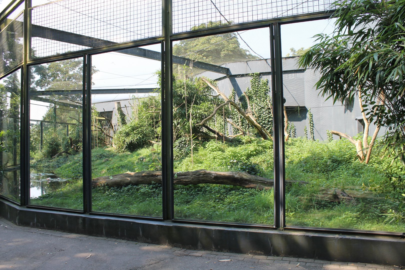 Outdoor-enclosure Lemur