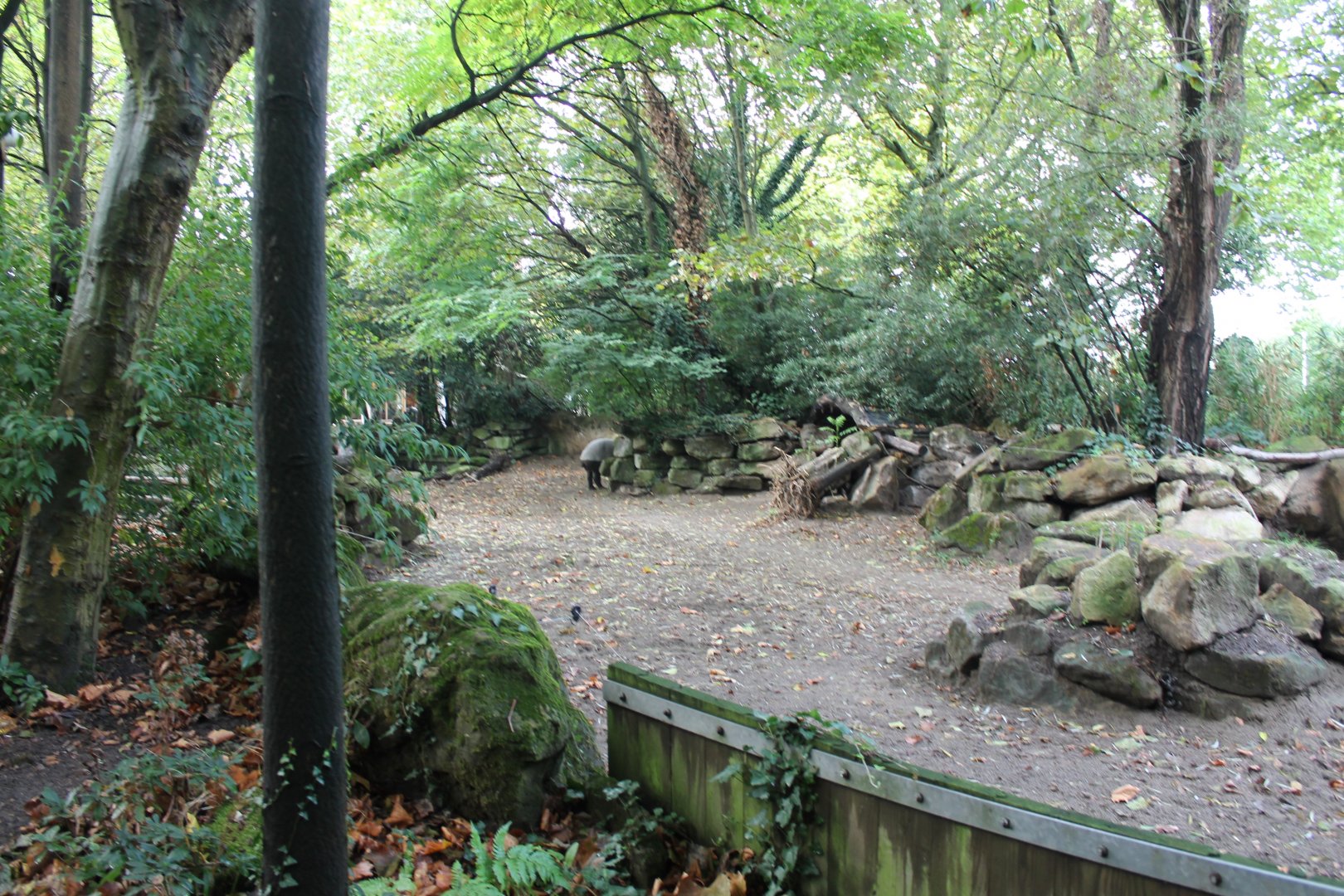 Outdoor-enclosure Malayan tapir