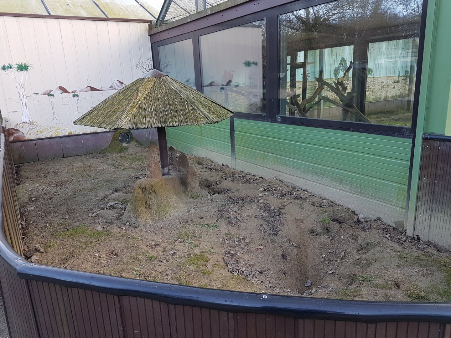 Outdoor-enclosure Meerkat