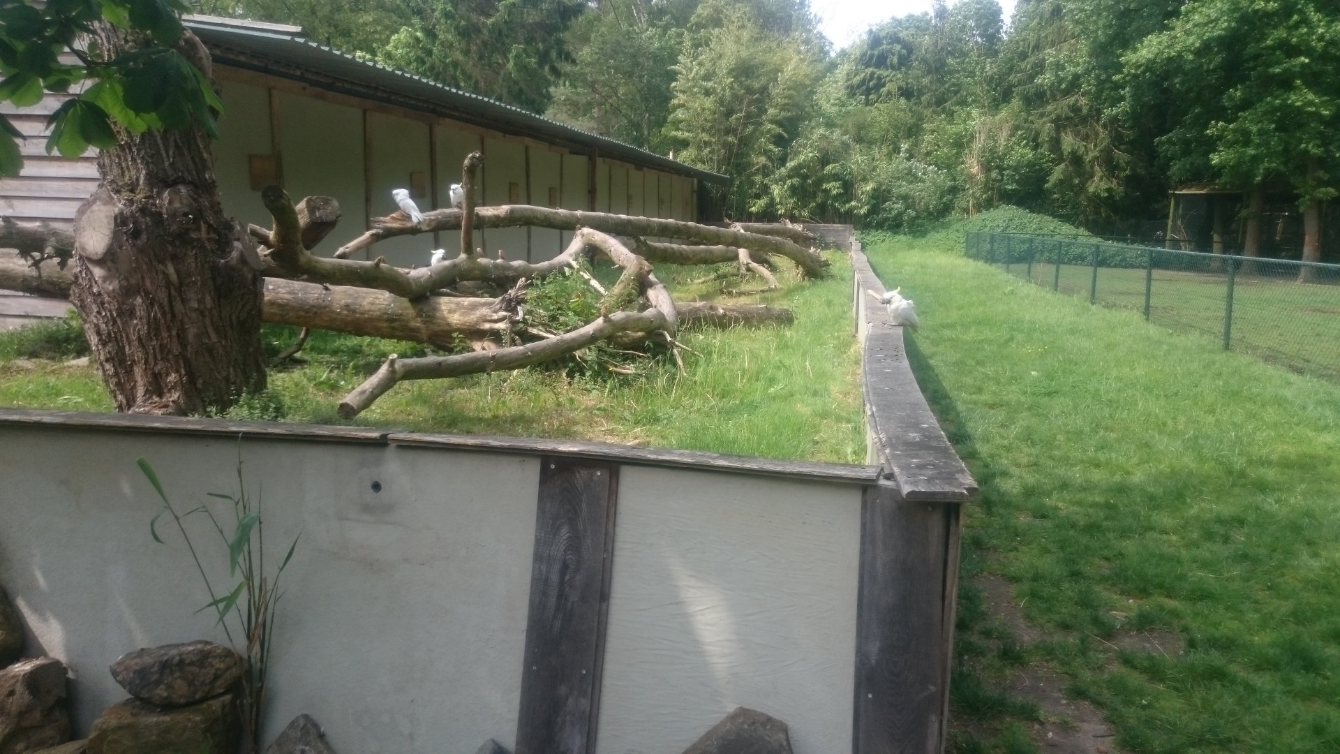 Outdoor enclosure not flying parrots