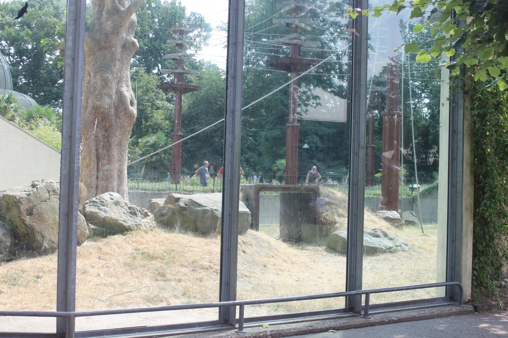 Outdoor-enclosure Orang utan