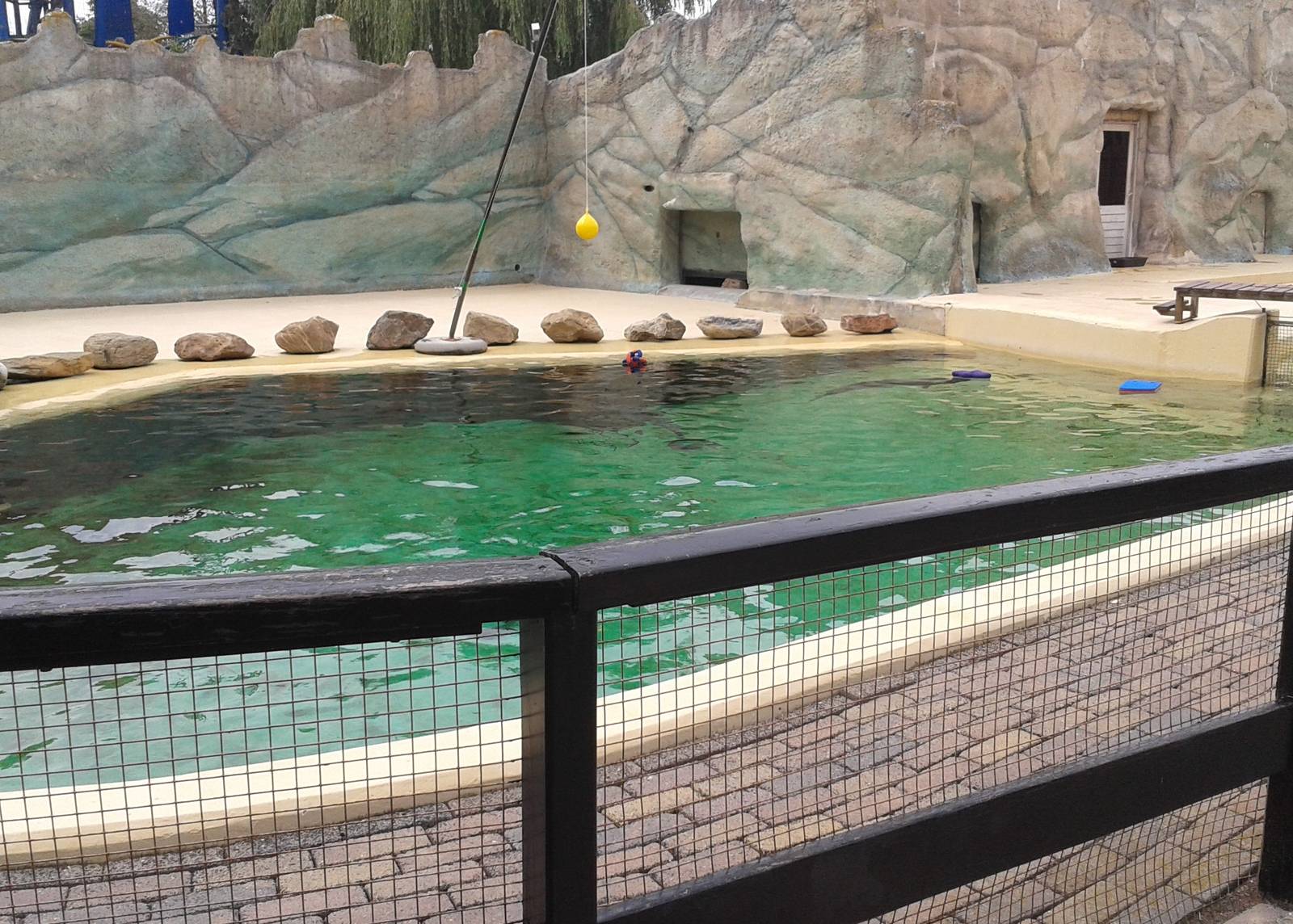 outdoor-enclosure porpoise