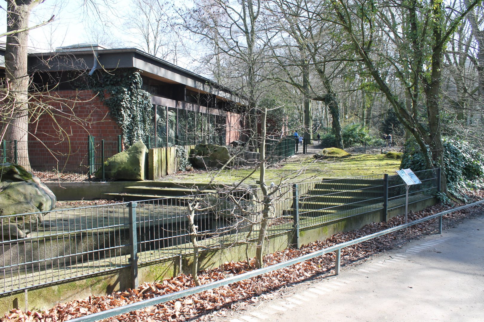 Outdoor-enclosure Pygmy hippo